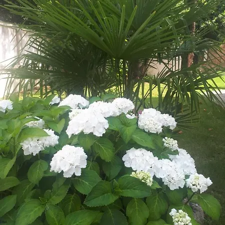 Fiorentino